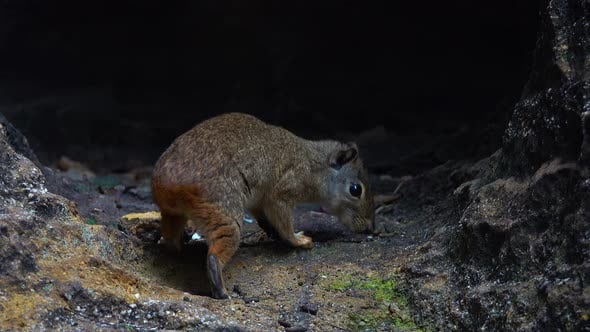 Moco or Rock Cavy Animal in Nature, Nature Stock Footage ft. moco ...