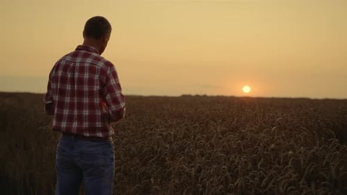 Business Man Owner Agronomist Examining Crop in Sunrise Wheat Field. Professional Entrepreneur