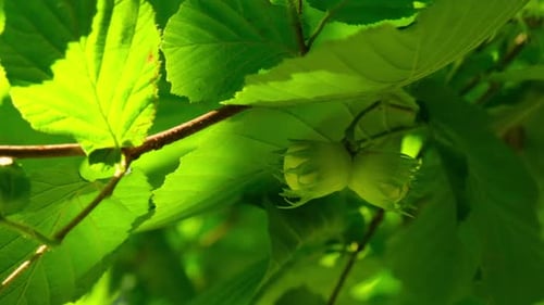 Large Hazelnuts Grow in the Forest on Green Bush Nuts Food for Brain Healthy Natural Organic Wild