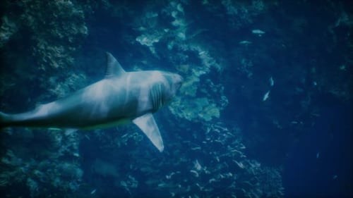 A Large White Shark Swimming in the Ocean