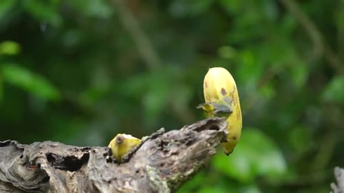 Orange bellied flowerpecker birds eating bananas in the garden with green background