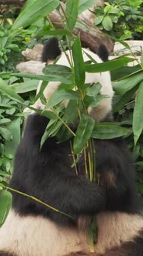 Panda Enjoys Bamboo Leaves in Natural Setting