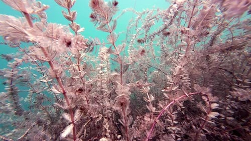 Verzauberte Unterwasseralgen in einem Süßwassersee