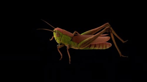 Grasshopper Walking