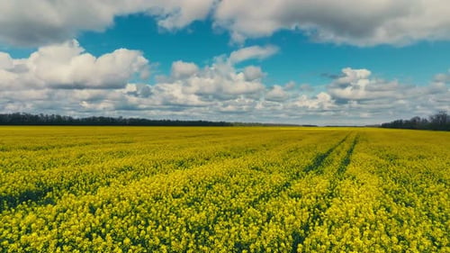 Blooming Rapeseed Field on a Sunny Day Flying Above Stunning Yellow Rape Fields in Spring Aerial