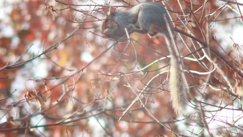 Eichhörnchen, das in einem Baum isst