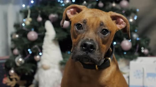 Adorable Dog Celebrates Christmas Holiday in Cozy Home