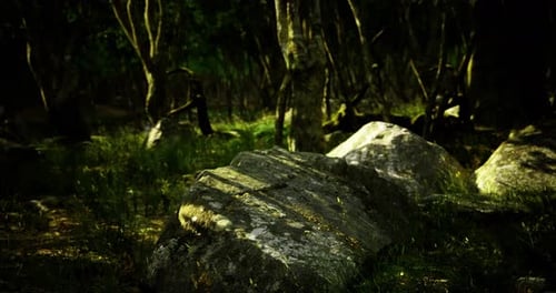 Moss Covered Rocks in a Shaded Forest During Late Afternoon Hours