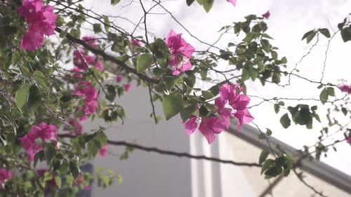 Cherry blossoms, morning ambience