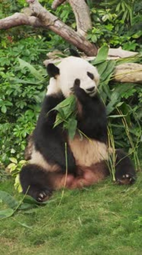 Panda Eating Bamboo in Natural Habitat