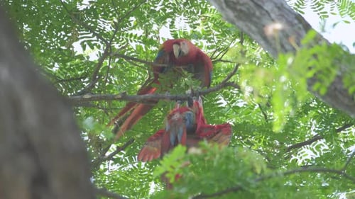 Papageienpaar auf dem Baum. Ein Paar scharlachroter Aras (Ara Macao) sitzt im Blätterdach des Waldes an der Costa