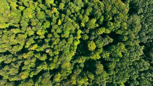 Aerial Top View of the Forest in Summer