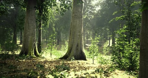 Sunlight Beams Through a Lush Forest Showcasing Springs Beauty