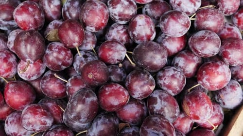 Ripe Plums in the Garden on a Summer Day