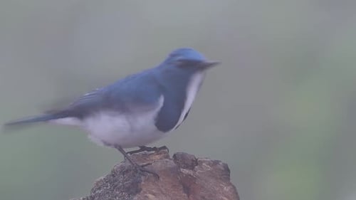 The Ultramarine Flycatcher, also known as the White-browed Blue Flycatcher, a winter migrant to Thai