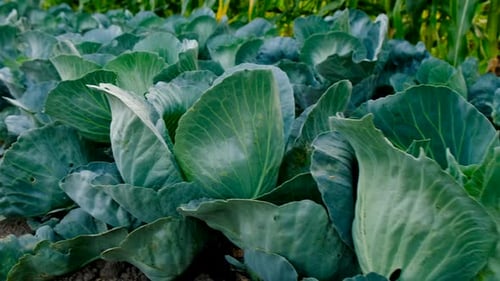Cabbage Harvest in the Garden Selective Focus