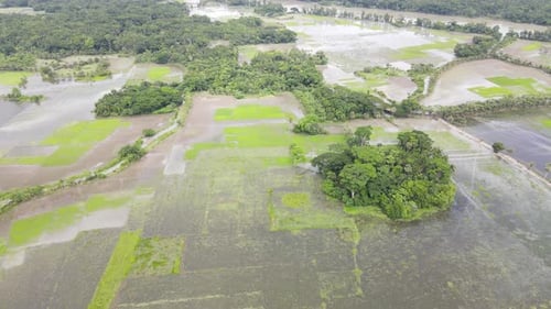 Aerial Flying Over Flooded Rice Paddy Fields In Northern Bangladesh. Dolly Back
