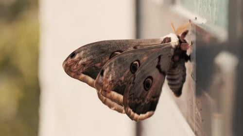 Huge butterfly with colorful wings standing on a surface close up.