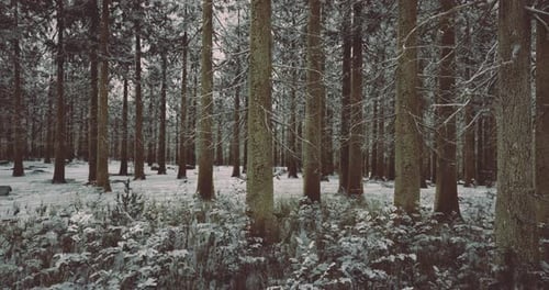 Winter Forest Landscape with Snow Covered Trees and Ground in a Serene Setting