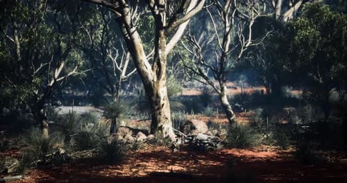 Lush Forest Landscape Under Dappled Sunlight Showcasing Vibrant Flora