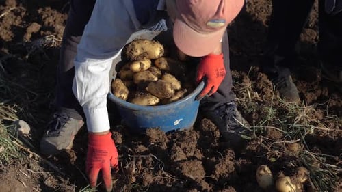 Adults Harvesting Potatoes in a Rural Farm Field