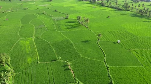 Agricultural Field