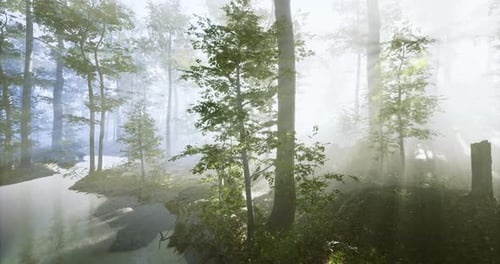 Misty Forest Landscape with Sunlight Filtering Through Trees at Dawn