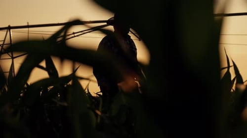 Bright Sun Above Agricultural Field Elderly Farmer Walking Alone Silhouette Cinematic Slow Motion