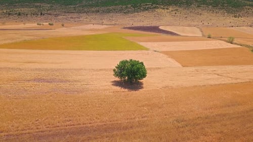 Aerial View of a Tree in Farmland