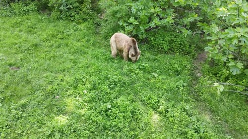 Brown Bear Feeding On Green Meadows