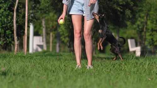 Girl plays with her toy terrier dog in park, she throws ball and dog runs