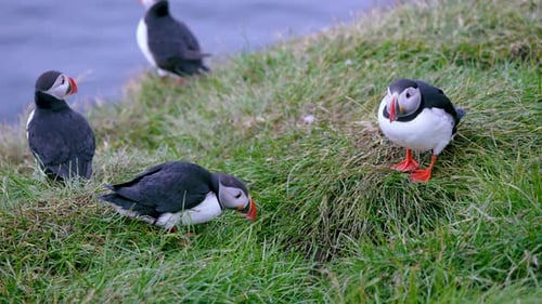 Iceland Puffins Resting and Investigating Nests Grassy Slope Summer.