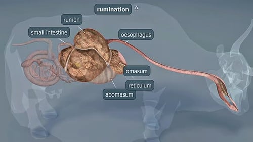 Ruminant Animal Digestive System 3D Animation with Labeled Organs