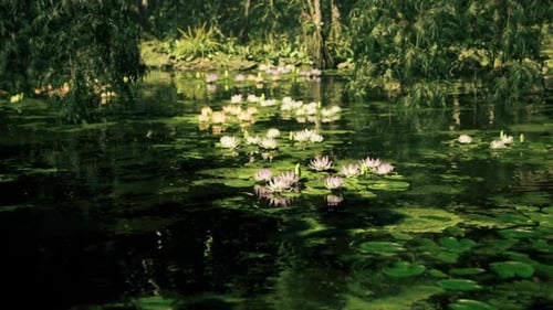 Serene Garden Pond with Blooming Water Lilies