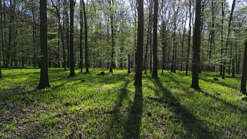 Se déplacer dans Spring Forest avec Sunshine