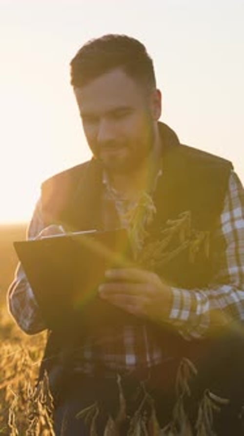 Agronomist Inspecting Ripe Soybean Crop in Field at Sunset