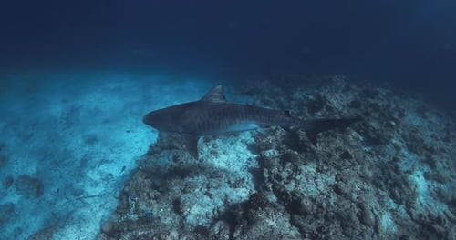 Tiger Shark or Galeocerdo Cuvier Swimming in Blue Ocean Tiger Shark Watching in Maldives