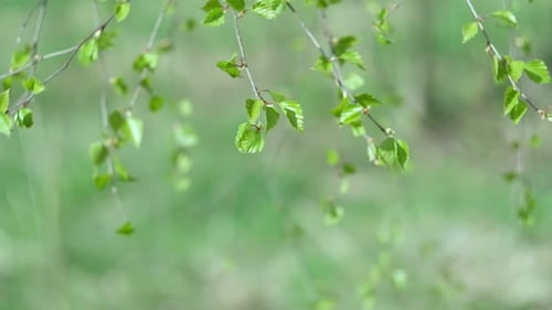 Frühlingszweige Erste Knospen an Buschbäumen Blühende flauschige Weidenzweige Nahaufnahme auf Natur Makro mit