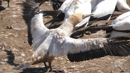 Cape Gannet schlägt mit den Flügeln und hebt dann mit ein paar Hüpfen ab