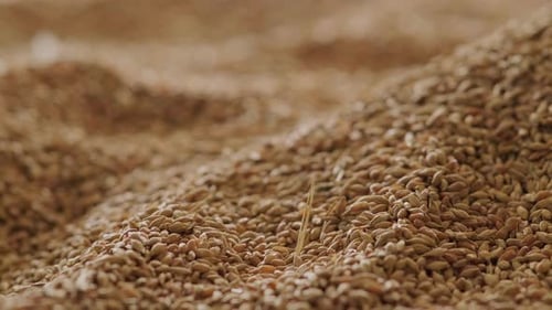 Closeup of a Fresh Grain Harvest