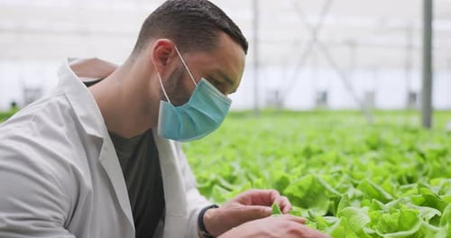 Adult Inspecting Lettuce in Greenhouse Wearing Face Mask