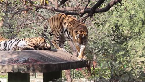 A young tiger walking on edge of rooftop and looking place to jump on ground I Bangal tiger in mood