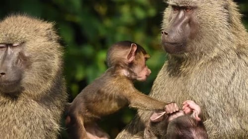 Baboon family sitting on a rock in Uganda Savannah