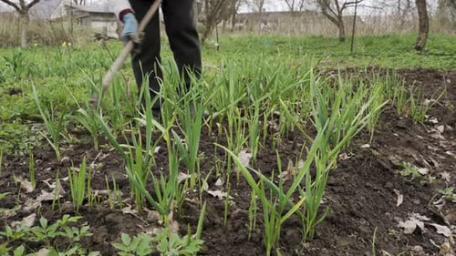 A gardener shaping the soil and removing weeds at scallion crop