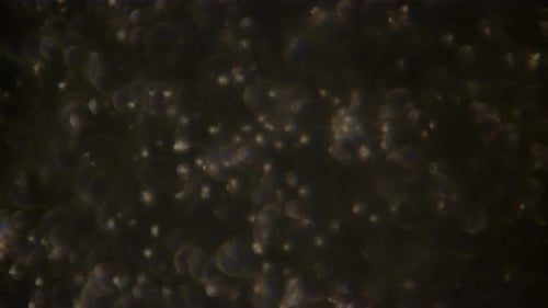 Spermatozoïdes microscopiques dans une lumière à température de couleur chaude.