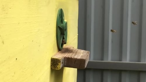 Beautiful Winged Bee Slowly Flies to Beehive Collect Nectar on Private Apiary from Live Flowers