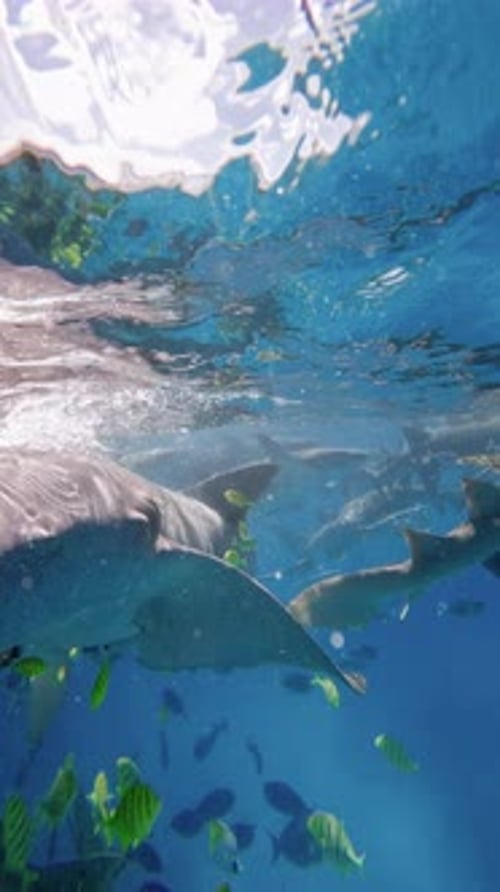 Sharks Close Up with a Lot of Fishes Underwater in Blue Sea Nurse Shark Maldives Vertical View