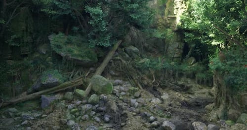 Lush Forest Landscape with Rocks and Exposed Roots During Daylight Hours