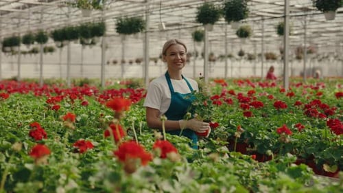 Female Gardener is Walking in a Flower Row Carries a Flower at Greenhouse During Working Day and