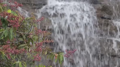 Flowering plants with cascading waterfall in the background